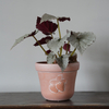 Strawberry Flowerpot