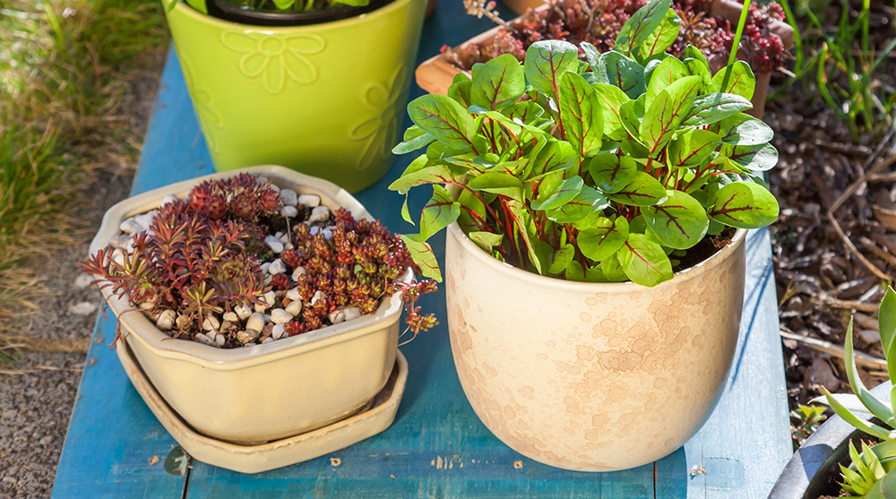 <span style="font-size:20px;"><strong>Garden Supplies</strong></span>