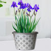 9-inch Iris Flowerpot