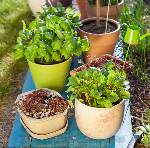 Drainage Pot for Gardening