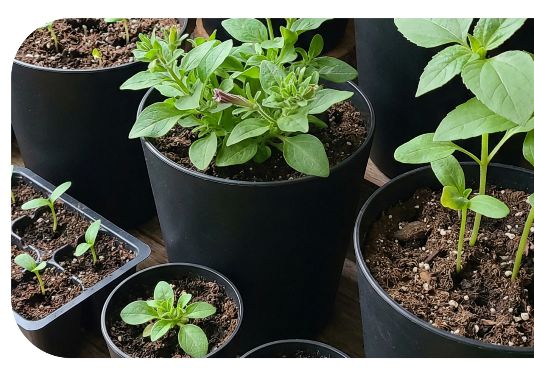 Nursery Pots With Drainage: How To Prevent Root Rot In Young Plants