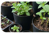 seeding pot 