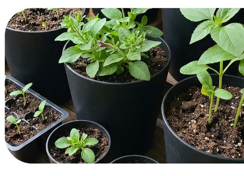 seeding pot 