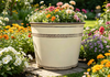  8 IN dumpy pot