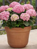 10" Buli Pot Terracotta Embossed Indoor Outdoor Planter